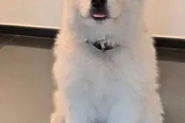 Samoyed przepiękne szczeniaki