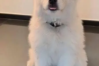 Samoyed przepiękne szczeniaki