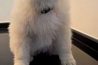 Samoyed przepiękne szczeniaki, Wielkopolskie, Odolanów