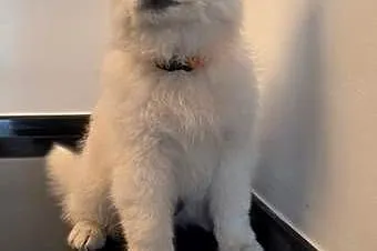 Samoyed przepiękne szczeniaki, Wielkopolskie, Odolanów