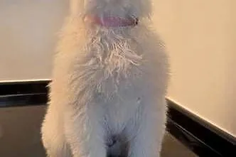 Samoyed przepiękne szczeniaki, Wielkopolskie, Odolanów