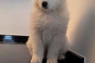 Samoyed przepiękne szczeniaki, Wielkopolskie, Odolanów