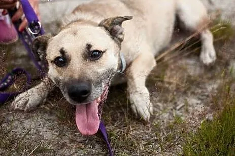 Mentos - bardzo tęskniący za człowiekiem psiak szuka nowego domu,  wielkopolskie Konin