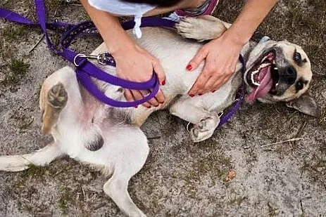 Mentos - bardzo tęskniący za człowiekiem psiak szu