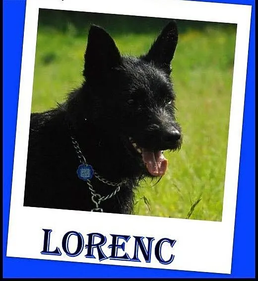 Szorstkowłosy w typie sznaucera Lorenc.ADOPTUJ !,