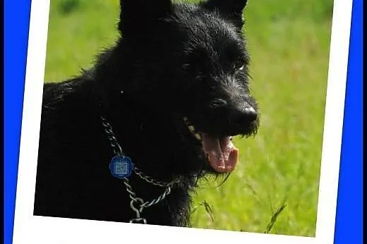 Szorstkowłosy w typie sznaucera Lorenc.ADOPTUJ !, 