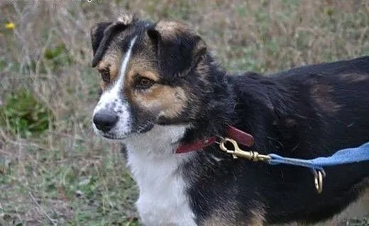 Zenek poleca się do adopcji. Czy pokochasz Zenka i