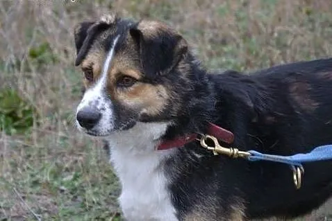 Zenek poleca się do adopcji. Czy pokochasz Zenka i
