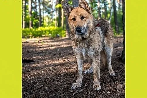 Rambo - opanowany, mądry, kochany. Wilczur idealny
