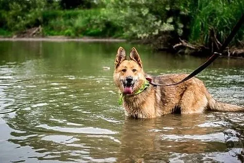 Rambo - opanowany, mądry, kochany. Wilczur idealny