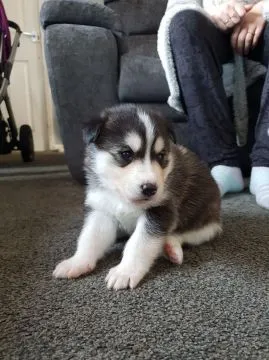 Szczeniaki Siberian Husky    WhatsApp +447506188115, , leeds