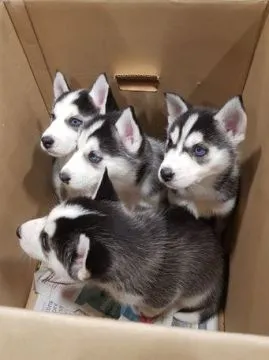 Szczeniaki Siberian Husky    WhatsApp +447506188115, , leeds