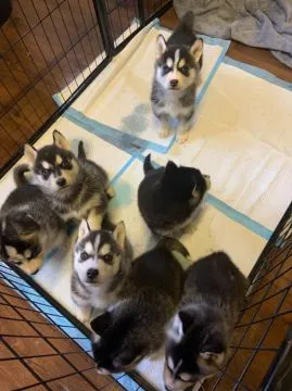 Szczeniaki Siberian Husky    WhatsApp +447506188115, , leeds