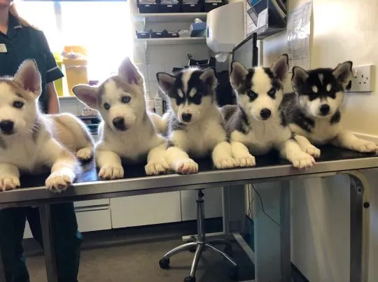 Szczeniaki Siberian Husky    WhatsApp +447506188115