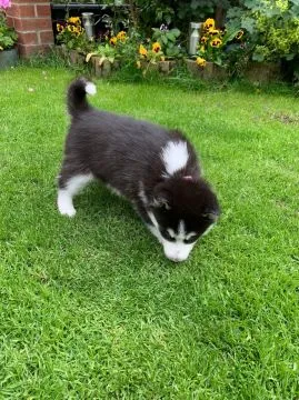 Szczeniaki Siberian Husky    WhatsApp +447506188115, , leeds