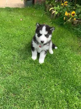 Szczeniaki Siberian Husky    WhatsApp +447506188115, , leeds