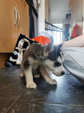 Szczeniaki Siberian Husky    WhatsApp +447506188115, , leeds
