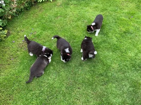 Szczeniaki Siberian Husky    WhatsApp +447506188115, , leeds