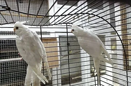 Nimfy albinosy, Wielkopolskie, Ostrów Wielkopolski
