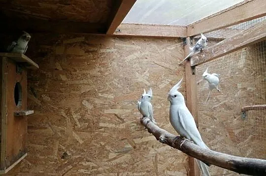 Nimfy albinosy, Wielkopolskie, Ostrów Wielkopolski