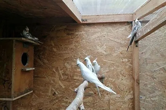 Nimfy albinosy, Wielkopolskie, Ostrów Wielkopolski