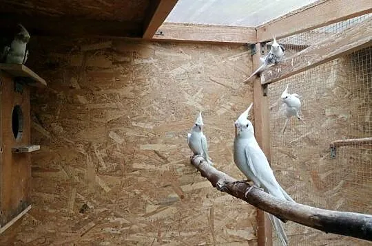 Nimfy albinosy, Wielkopolskie, Ostrów Wielkopolski