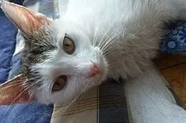 Łatka kotka szuka domu, Piotrków Trybunalski