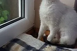 Łatka kotka szuka domu