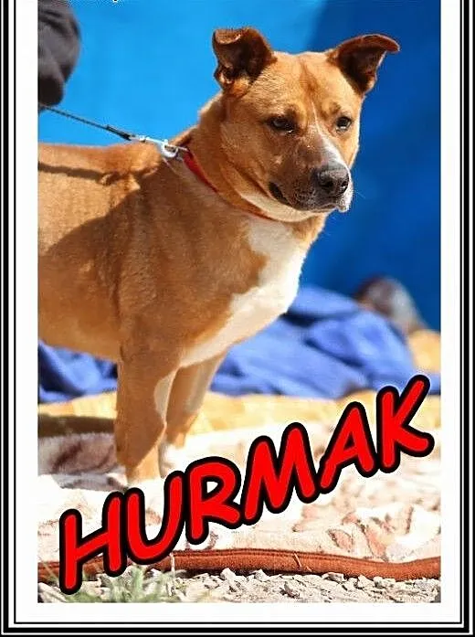 Aktywny,przyjazny,wesoły pies mix staffik.Adopcja!