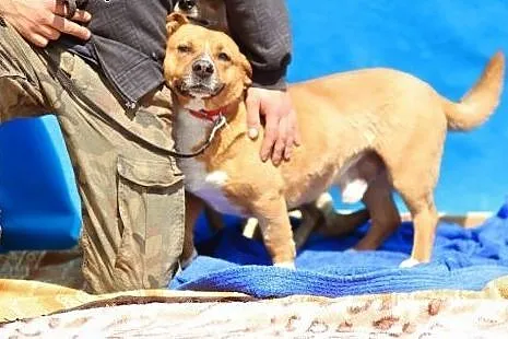 Aktywny,przyjazny,wesoły pies mix staffik.Adopcja!