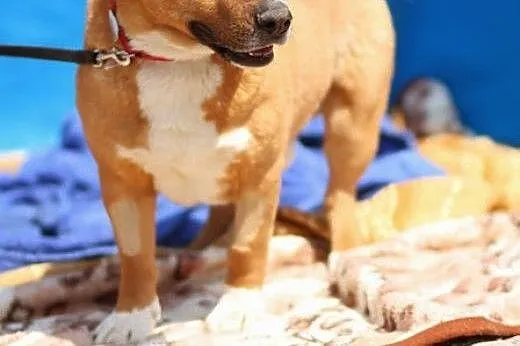 Aktywny,przyjazny,wesoły pies mix staffik.Adopcja!