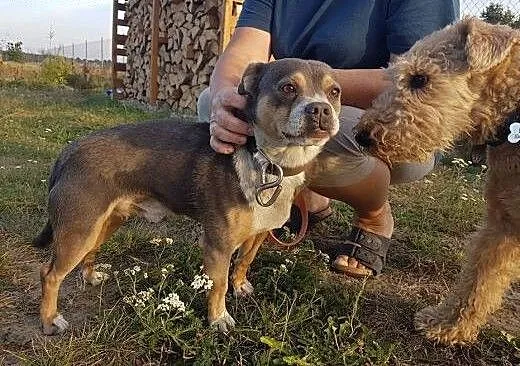 Szatan! mały piesek wyciągnięty z łańcucha szuka s
