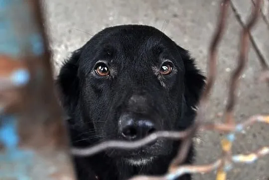 Kiki - duży pies z jeszcze większym sercem.