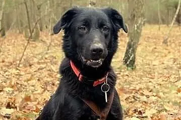 Kiki - duży pies z jeszcze większym sercem.