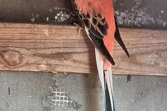 Poszukuję dwóch samiczek lilianki różowej