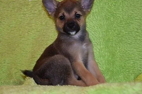 UROCZA OK 2 MIESIĘCZNA MIGOTKA CZEKA NA DOM!,  maz