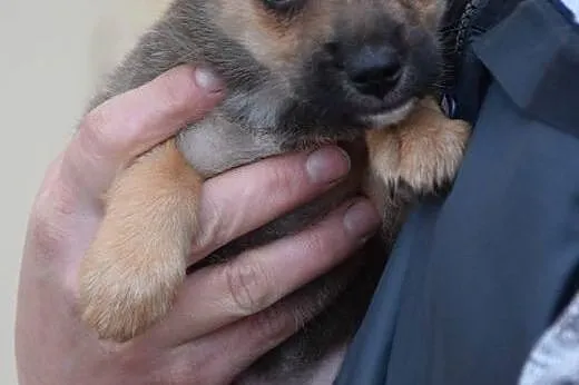 UROCZA OK 2 MIESIĘCZNA MIGOTKA CZEKA NA DOM!,  maz