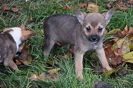 UROCZA OK 2 MIESIĘCZNA MIGOTKA CZEKA NA DOM!,  maz