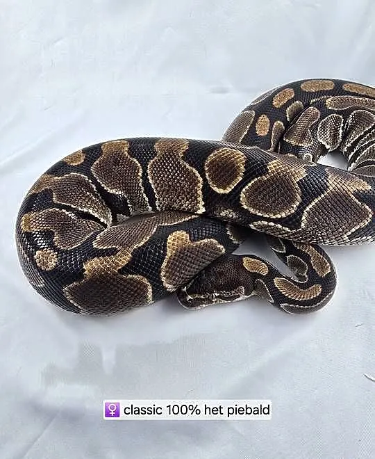 Wąż pyton królewski, python regius samica dorosła, Dolnośląskie, Wrocław