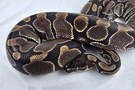 Wąż pyton królewski, python regius samica dorosła, Dolnośląskie, Wrocław