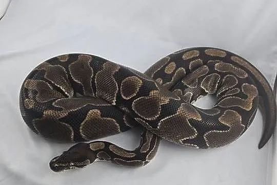 Wąż pyton królewski, python regius samica dorosła, Dolnośląskie, Wrocław