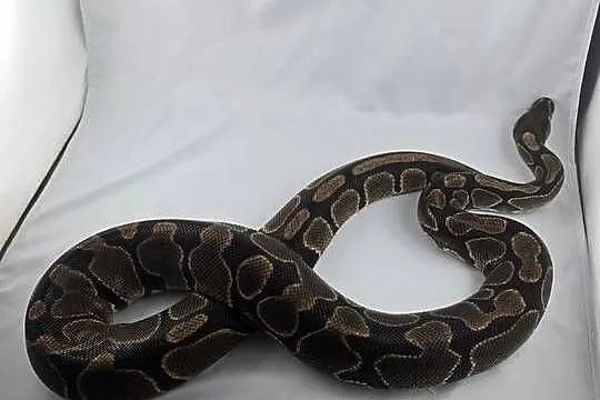 Wąż pyton królewski, python regius samica dorosła, Dolnośląskie, Wrocław