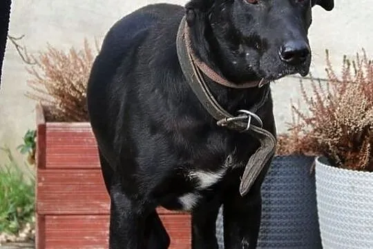 Lombard - czarny, nieśmiały pies, Nowy Dwór Mazowiecki