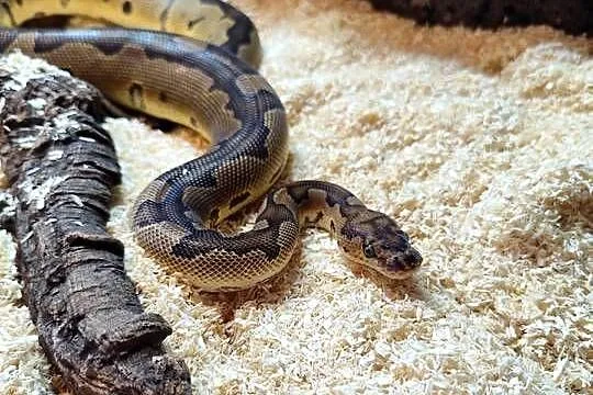 Pyton królewski z terrarium, Mazowieckie, Pruszków