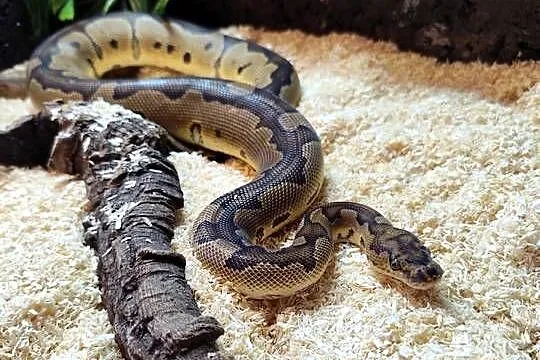 Pyton królewski z terrarium, Mazowieckie, Pruszków