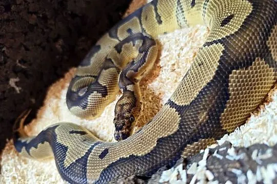 Pyton królewski z terrarium, Mazowieckie, Pruszków