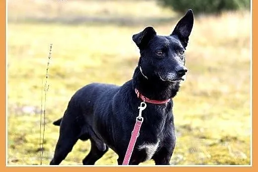 Kłębek radości,łagodny,rodzinny piesek 11kg, KUBA.