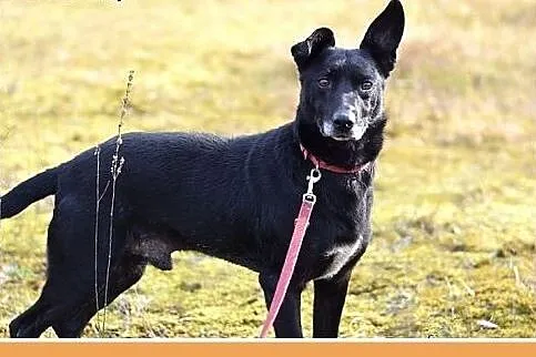 Kłębek radości,łagodny,rodzinny piesek 11kg, KUBA.