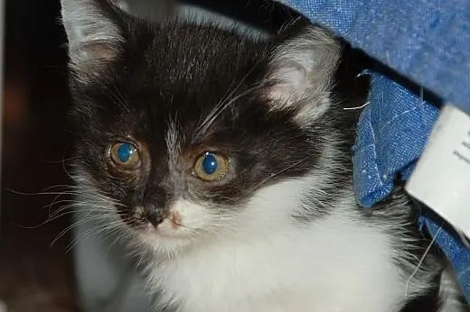 Kotka, kicia 8 tyg. grzeczna, oswojona, ADOPCJA,  