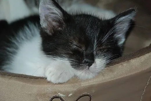 Kotka, kicia 8 tyg. grzeczna, oswojona, ADOPCJA,  